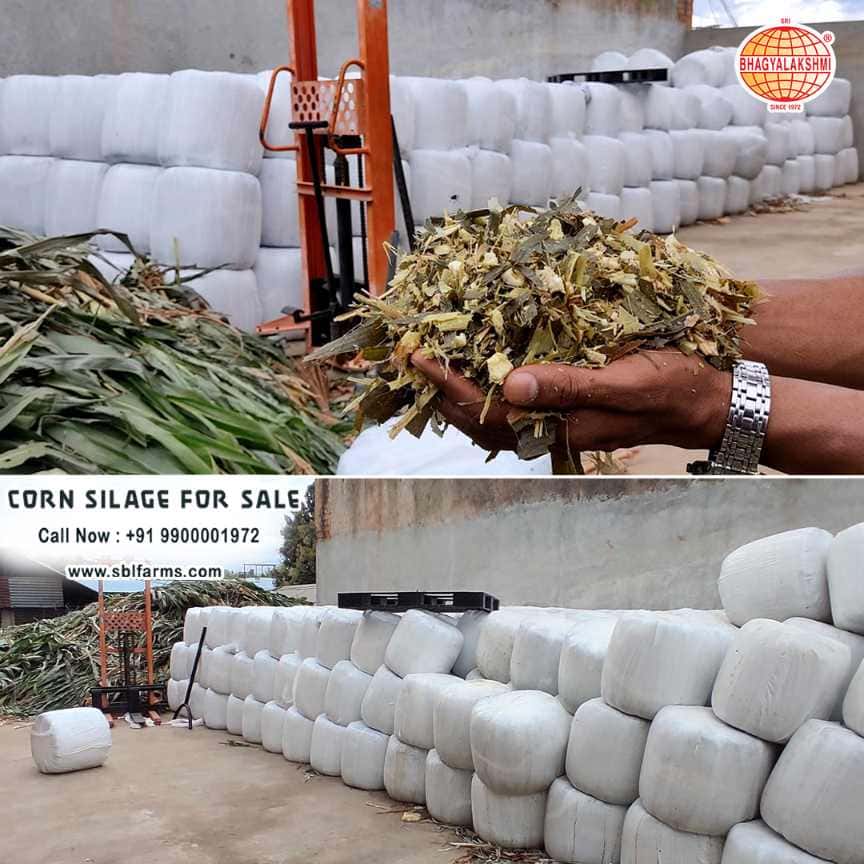 Corn Silage Suppliers in Bangalore | Corn Silage for Sale  |  Corn Silage, Baby Corn Silage manufacturers, suppliers & exporters in Bangalore | corn silage for sale in bangalore |  Sri Bhagyalakshmi Farms Corn Silage Bangalore| Silage Balers | Animal Feed Manufacturers | Production of Silage |Cattle feed manufacturers & suppliers - SBL Farms is solving the biggest fodder crisis in India, by supplying Silage bales, Bailing machines to dairy farmers, Cooperatives, Animal Husbandry | Best Cattle Feed Manufacturers & Silage Suppliers in India | Indias Best Baled Silage Producers